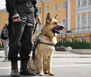 Les agents de sécurité cynophiles, les maîtres-chiens